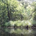 Nešto živi u dubini? Jezero u Srbiji gde ostrva plove, a legenda o onome što je na dnu je vekovna misterija
