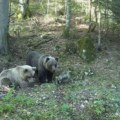 Medvedica sa dva mečeta postala hit na mrežama: Pogledajte kako su pronašli spas od letnje žege (video)