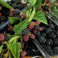 U nedelju na Stavama tradicionalna kupinijada