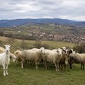 Novi Pazar pojačao preventivne mere zbog opasnosti od boginja ovaca i koza