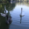 Od sutra mnogo prijatnije u Novom Sadu, u petak mogući pljuskovi
