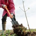 ZREPOK poklanja sadnice Zrenjanincima, građani mogu sami da biraju vrstu drveta