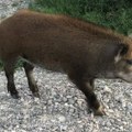 Povređen u lovu: Ranjena divlja svinja povredila Baranina
