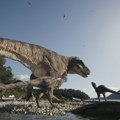 Kako je opasni predator živeo u tinejdžerskom dobu: Dečaci u pustinji pronašli redak primerak fosila tiranosaurusa reksa