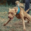 Ni pitbul, ni rotvajler: Zapanjujuća lista najagresivnijih rasa pasa, prva često napada vlasnika