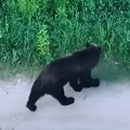 VIDEO: Medvedica dva dana lutala litvanskim glavnim gradom, lovci odbili naredbu da je ubiju