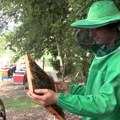 Kako pčelari iz blačkog kraja nadoknađuju gubitke u proizvodnji?