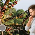 Preti ozbiljna nestašica kafe Stabla dobro rodila, ali sada trule i venu