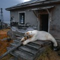 FOTO, VIDEO: Napušteno ostrvo na Arktiku utočište desetine polarnih medveda
