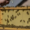 Pčelari do 31. oktobra moraju da prijave broj košnica za zimovanje