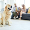 Najpogodnije rase pasa za ljude koji prvi put postaju vlasnici
