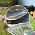Srbija izvozi 8.000 jagnjadi u Libiju: Otvoreno još jedno veliko tržište za domaće stočare, do kraja nedelje ukupno 21 kamion…