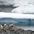 Zbog otapanja leda uginulo do 10.000 pingvina na Antarktiku