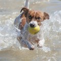 Veterinar otkrio zašto psu nikada ne smete dati da se igra teniskom lopticom