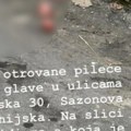 Bacili otrovane pileće glave: Incident na Vračaru, građani zabrinuti za bezbednost ljubimaca