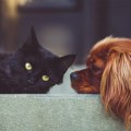 Kako prepoznati toplotni udar kod psa i mačke