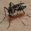 Velika akcija suzbijanja komaraca: Ekipe "Čistoće" danas deluju na više od 30 lokacija u Beogradu