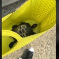 Ko su ovi grozni Ljudi? Novosađanka spasila napuštenu kornjaču: Nepoznati vlasnici je smestili u ceger pa ostavili na jezivo…