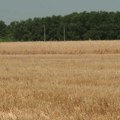 Ratari u Rogojevcu ne pamte bolju žetvu pšenice