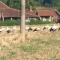 Prizor za pamćenje: Jato belih roda sletelo na livadu kod Topole – meštani veruju da donose berićet i lepu godinu (foto)