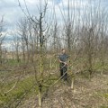 Пролеће на испиту: Питали смо струку, хоће ли воће у Западној Србији коначно имати добру годину?