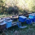Medved uništava pčelinjake po ivanjičkim selima