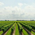 Evropski sud: Politika EU prema vinogradarstvu kao loše vino