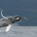 Životinje: Zašto kitovi pevaju, naučnici rešili misteriju