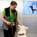 Specijalno obučeni psi smiruju putnike na aerodromu u Istanbulu