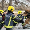 FOTO: Novosadski vatrogasci spasili smrznutog psa zaglavljenog na ostrvcu u Dunavskom parku