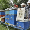 Masovna rasprodaja košnica Pčele nekako i preživele sušu, ali pčelari nikako lažni med oborio cenu