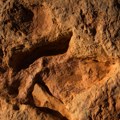 Oni su hodali zemljom pre dinosaurusa: Naučnici u Arizoni došli do otkrića fosila starih više od 200 miliona godina