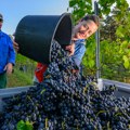 Probus, mladi princ srpskih vina