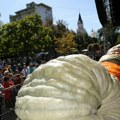 Titulu šampiona na 40. "Danima ludaje" osvojio Tibor Kokai sa bundevom teškom 832 kilograma