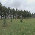 Pored „Čika Dače“ zasađeno 135 sadnica drveća