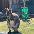 KENGUR U NIŠU? Niko ne zna kako je Dragan stigao u Srbiju, ali novi dom, na zadovoljstvo najmlađih, pronašao je u Zooplanetu…