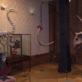 Art Zoo muzej u Amsterdamu: fosili dinosaurusa kao umetnička dela