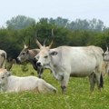 Na Tari hara krdo podolskog govečeta, meštanima ulaze na imanja. Turisti u strahu, a neki oduševljeni