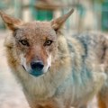 Prešao pet reka, 13 auto-puteva i šest zemalja: Šakal Vasa prevalio put kakav naučnici nisu zabeležili