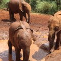 Šta se desi u Keniji, ostaje u Keniji – kako se zaljubiti u žirafu i slona