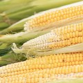 Šabac: suša smanjuje prinose kukuruza