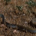 Ako primetite da vam se zmija približava, uradite jednu stvar – odmah će pobeći