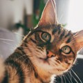 Lek protiv demencije možda se krije u mačkama - evo i zašto