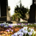 Groblje na meti vandala: Slomljeni nadgrobni spomenici, počupano i razbacano pedesetak drvenih krstova. Žitelji Bačke Palanke…