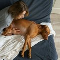 Veterinarka otkrila o čemu psi razmišljaju pred kraj: "To je poslednji dar koji možete da im date"