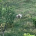 Stravična scena kod Novog Pazara: Psi lutalice upali u tor i zaklali jagnje, meštani strahuju za decu (foto)
