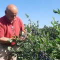 "Plavušo moja lepa, kako si lepo rodila": Momčilo već 20 godina gaji borovnicu na Rudniku, ne koristi hemiju, a sav rod mu je…