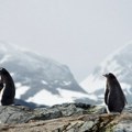 Hiljade mrtvih pingvina: Najviše ih je u letovalištu La Paloma
