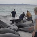 Nema više nade: Celo jato od 100 kitova uginulo u Australiji