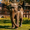 Uginula slonica Tvigi, jedan od najstarijih stanovnika Beo zoo vrta